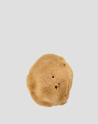 Natural brown sea sponge 9.5 cm 02F hypoallergenic and antibacterial Hhuumm_3 - 3