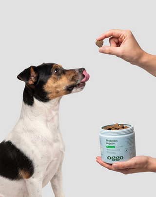 Bacillus velezensis Probiotic for Dogs for Digestion, Gut and Immunity Oggo 180 g - 2