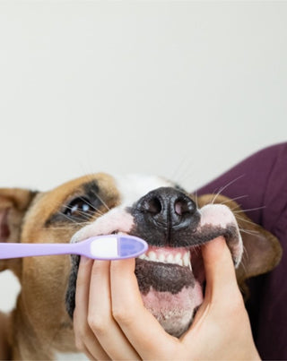 Auna For Fauna coconut and banana dog toothpaste neutralizes odour and removes tartar 30 ml - 2